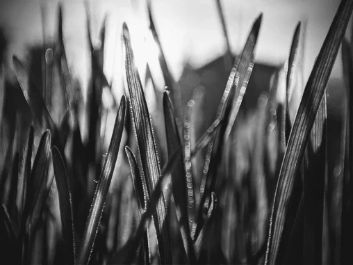 Black and white photo showing a close up shot of wheat with the sun making it transparent on the top.